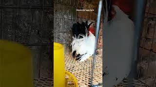 chicken  japanese bantam