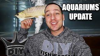 ALL my aquariums, fish and DIY projects!!