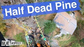 Half Dead Pine Take Down