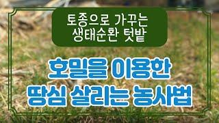 호밀만 있으면 지력 살리기, 어렵지 않아요! - 토종 호밀로 땅심 살리기