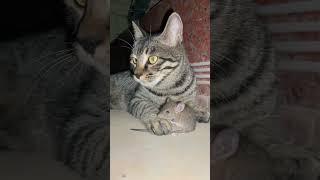  The cat hunted the mouse | billi ne kiya chuhe ka sikar  | Vijay chandola | uttarakhand | pahadi