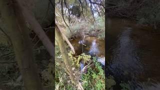 MOORABOOL RIVER!!! #nature #riverfishing #australia