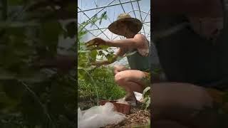 PRUNE. TRELLIS. REPEAT.
