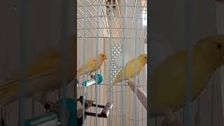 Canary Singing birds #music #canary #funny #a #abroraar