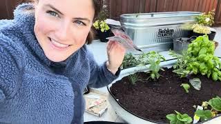 Creating A Mini Kitchen Garden In One Container!