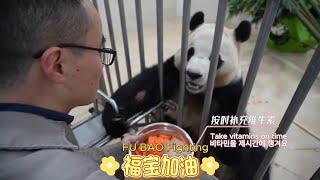 12/04 Fu Bao’s Official Update Part 2 #푸바오 #panda #fubao #fyp #viral #pandalife #pandalove #update