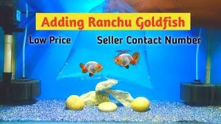 Ranchu Goldfish | Buying ranchu goldfish | Goldfish tank setup | Lionhead goldfish price