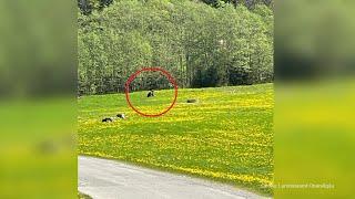 Bär im Allgäu gesichtet: Landrätin Baier-Müller äußert sich auf Pressekonferenz