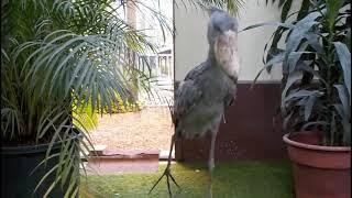 Shoebill stork clattering sounds like machine guun~!! (Japan Matsue Vogel Park)