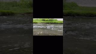 Ducks at Dovedale