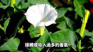 台灣常見有毒植物知識【曼陀羅】知識百科 - 地球題庫小學堂