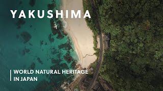 Yakushima: an Oasis of Unspoilt Nature | World Natural Heritage in Japan