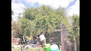 The Tagasaste Tree ... The Perfect Tree for Your Chicken Pen ... Free Chook Food all Year Round!