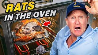 The RATS were eating Turkey from the oven!