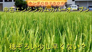 一番打者ハナエチゼン完全に穂ぞろい・３連休最後マッタリしています・2022