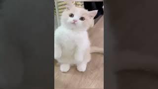 #Short #cat cute สัตว์เลี้ยงที่น่ารักน่ารักมากๆที่พวกเราะด้วยกัน