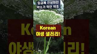 섬바디: 생으로도 맛잇는 식용약초
