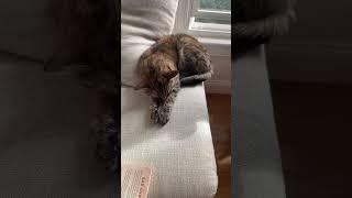 Saturday relaxing Live with Kitties and Book  #kittyantics #cutecat #catlover #funnycats #playful