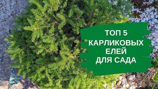 ТОП 5 карликовых елей для сада