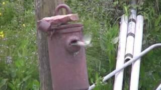 Bluetit's nest at Black Tar