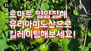 [한스연TV] 토마토 영양장해 유리아미노산으로 킬레이팅해보세요