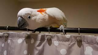 Cockatoo Shower Conversation 