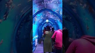 Underwater Tunnel Aquarium in K R Puram Bangalore #fish #aquarium