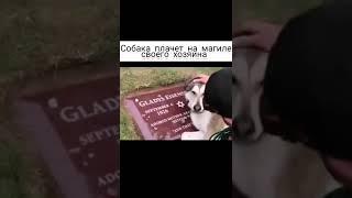 Грустное видео на сегодня/Sad video for today