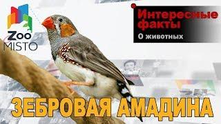 Зебровая амадина - Интересные факты о виде | Вид птицы зебровая амадина