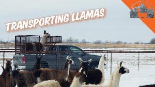 Methods for transporting llamas - Ep.73 - Llama Life