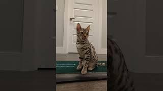 I have NOTHING to do!!!!#NOTHING #funny #cat