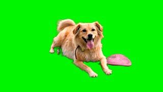 Dog Green Screen - Chroma Key Video Footage HD || Crazy Editor