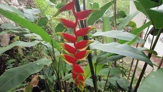 Growing the Hanging Lobster Claw (Heliconia rostrata)