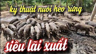 KỸ THUẬT NUÔI HEO RỪNG SIÊU LÃI XUẤT VS CÁCH NHÂN GIỐNG, DÙY TRÌ