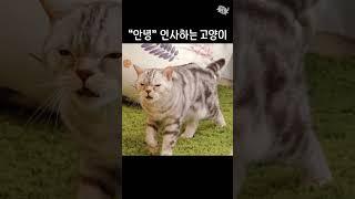 안녕~" 한마디로 심쿵 유발하는 우리 집 막내  고양이!