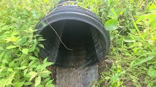 Sounds of water from exit pipe from big lake. #beaverdam #beavers #cloggeddrain #drain #beaverdamage