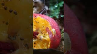 watch what happens when I put a peach in a terrarium