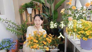 养花新手推荐的10种好养植物！我没有养死你们也不会养死！