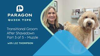 Quick Tips: Transitional Groom After Shavedown Part 3 of 5 - Muzzle with Liz Thompson