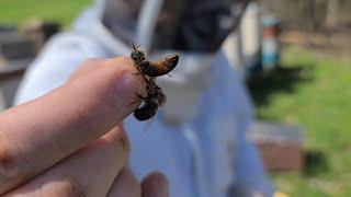 Splitting Honey Bee Colonies