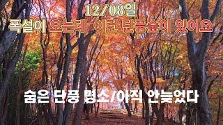 24년 12월08일 눈이펑펑오는 날씨에 이런곳이 ?숨은 단풍명소를 찾았다./전주 건지산  #전라도여행