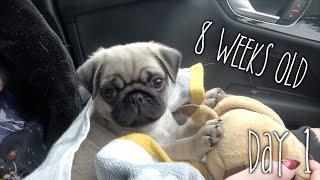 Bringing Stanley Home | Day 1 Part 1