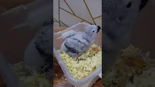 African Gray Parrot Chick Handfeed time #grayparrot #newparrot #newborn #handfeeding