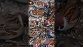 Sparrow Bird Sounds | Many Sparrow Birds Eat From The Feeder