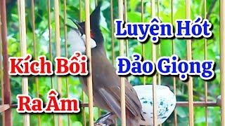 chào mào hót sáng kích bổi - luyện giọng hay ép bổi sổ bọng và căng lửa - chào mào hót đấu