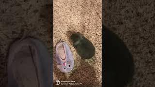 Watch Dumbo Grow Up