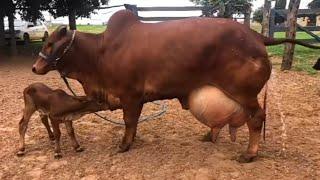 To Class Red Sindhi Cow 30 Kg Milking Per Day