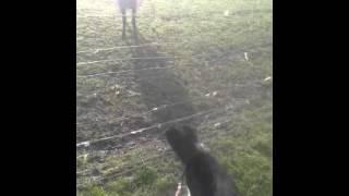 Hashka border collie 3 months sees the sheep