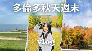 ️雨天的Algonquin看到楓葉嗎？多倫多秋天週末vlog 加拿大生活