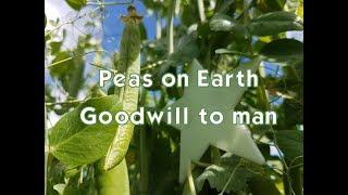 Peas on Earth... Goodwill to Man